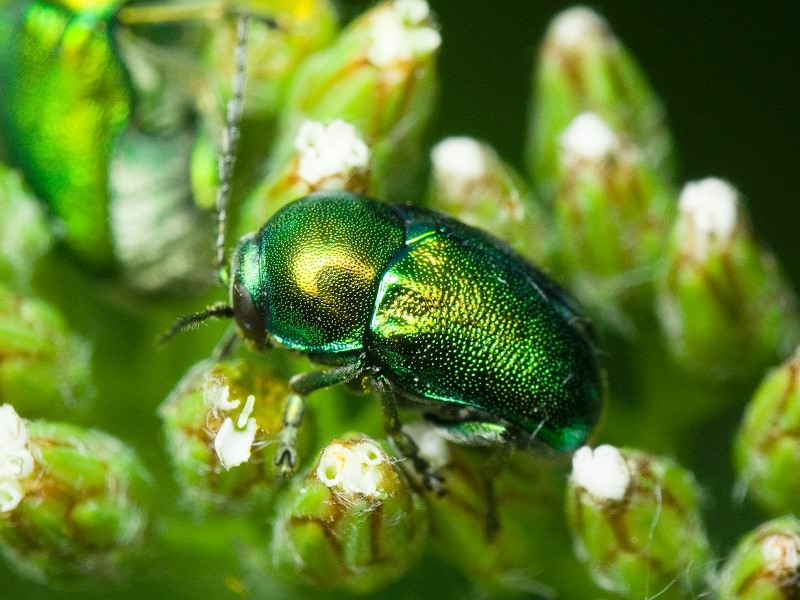 Cryptocephalus (Cryptocephalus) sericeus (Linnaeus, 1758)